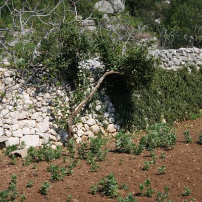 Img 2496 Large Large Large